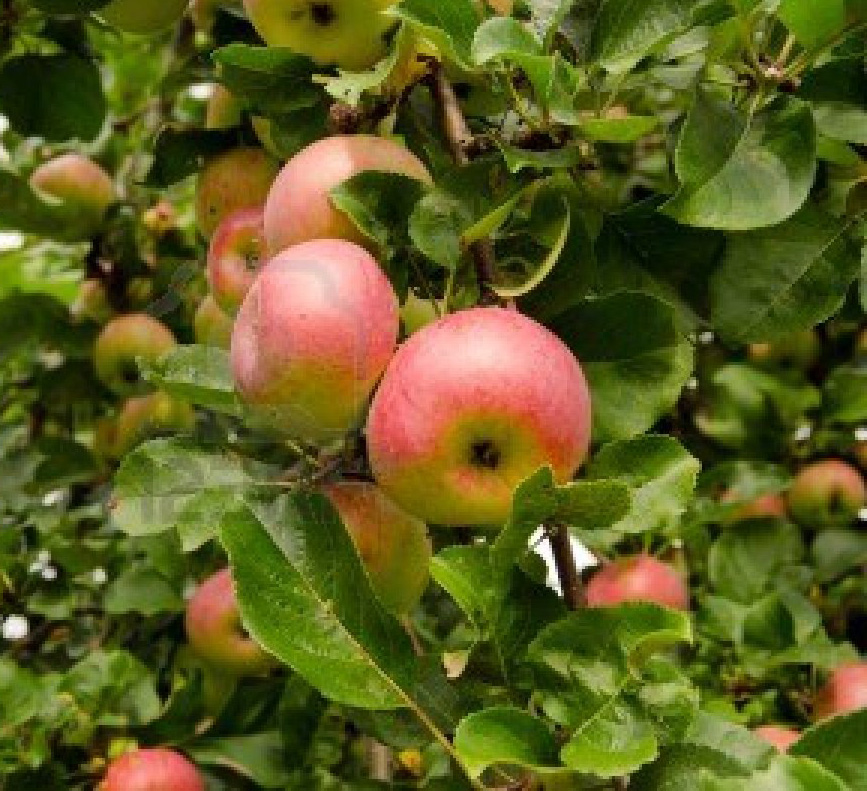 Apples on tree representing Abundance and Manifesting
