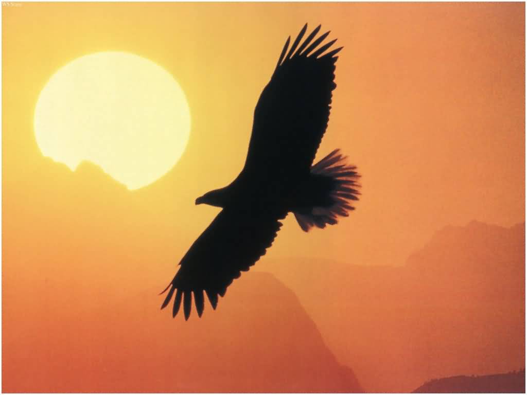 Eagle flying with sunset behind femostration the plan for shifting to a Harmonious Earth