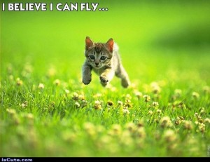 Kitten running and jumping Create New beliefs that it can fly