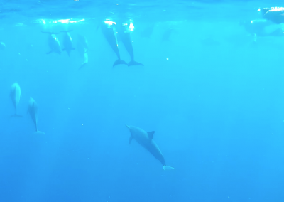 Big Island Adventure - Dolphins Swim