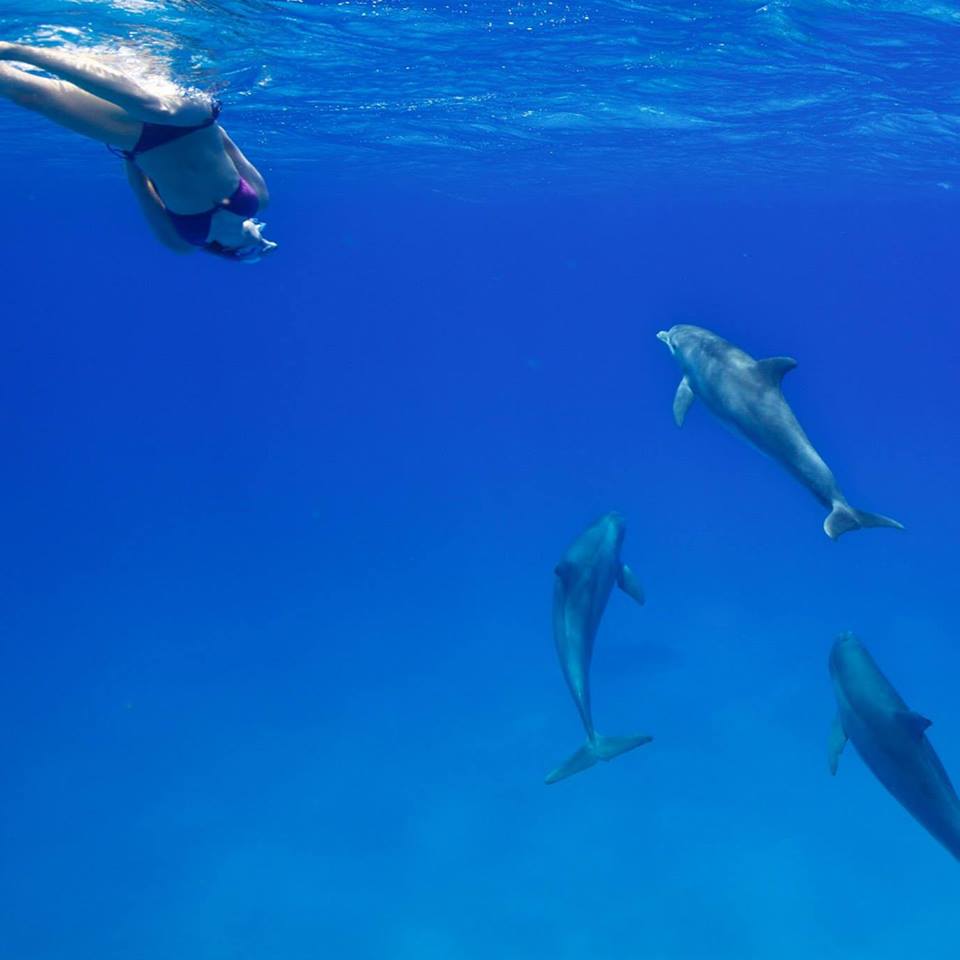 Swim with bridget in bimini with dolphins