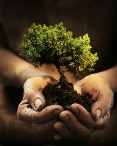 Hand holding tree showing what it means to donate