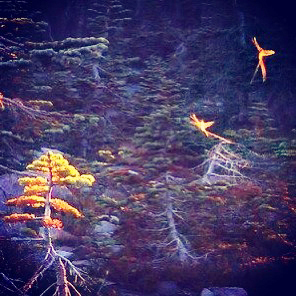 A stunning real pictures of fairies on Mt. Shasta in California