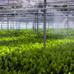 industries-greenhouse