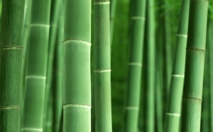 Bright picture of green bamboo trees