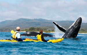 Kayaking with whale