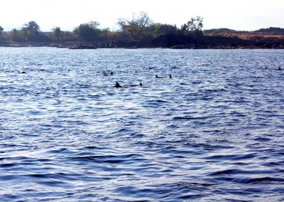 Big Island Adventure Dolphins from Boat